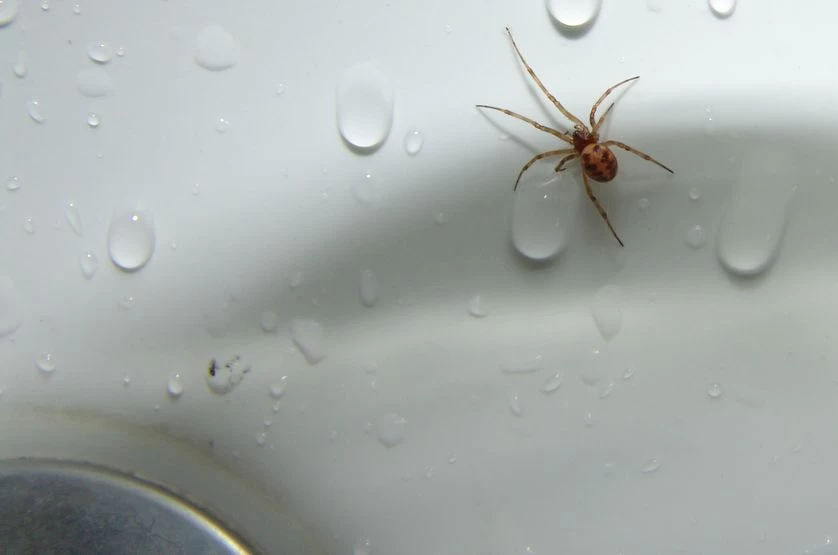 Έχετε αράχνες στο σπίτι; Να γιατί δεν πρέπει να σκοτώετε; Ένας εντομολόγος απαντά